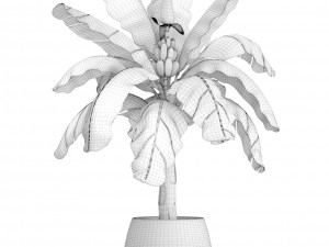 musa velutina palm with banana fruit 3D Модель