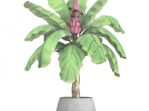 musa velutina palm with banana fruit 3D Model
