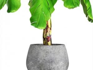 musa velutina palm with banana fruit 3D Model