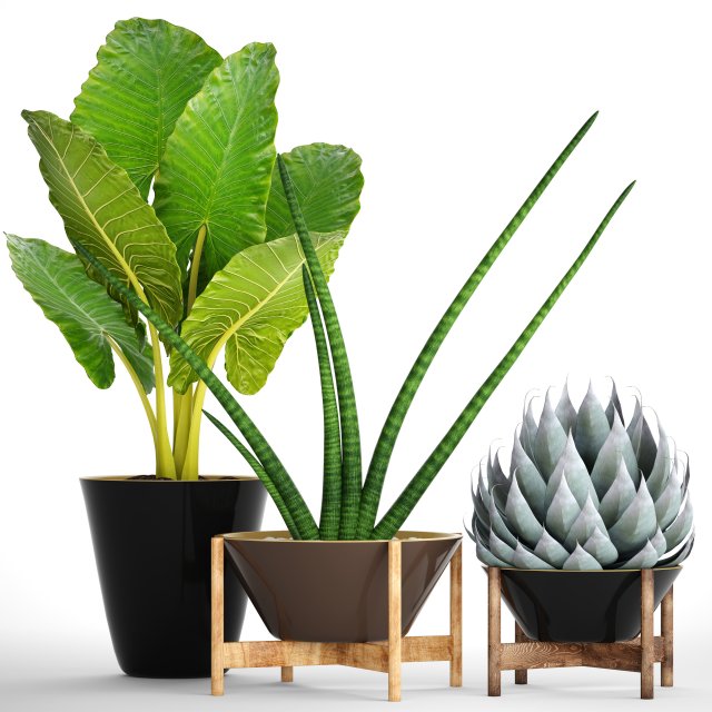 collection tropical plants 3D Model .c4d .max .obj .3ds .fbx .stl .blend 