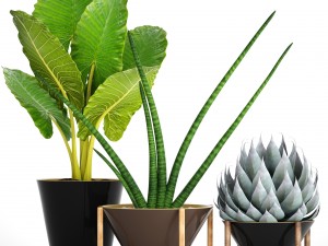 collection tropical plants 3D Model
