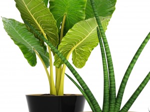 collection tropical plants 3D Model