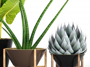 collection tropical plants 3D Model