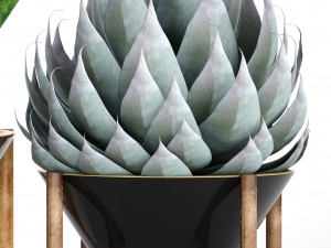 collection tropical plants 3D Model