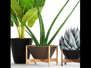 collection tropical plants 3D Model
