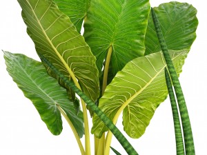 collection tropical plants 3D Model