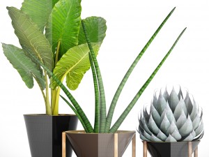 collection tropical plants 3D Model