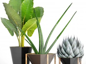 collection tropical plants 3D Model