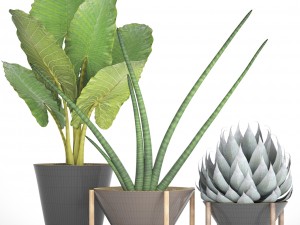 collection tropical plants 3D Model