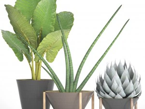collection tropical plants 3D Model