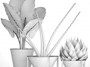 collection tropical plants 3D Model