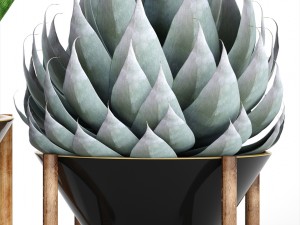 collection tropical plants 3D Model