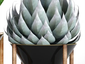 collection tropical plants 3D Model