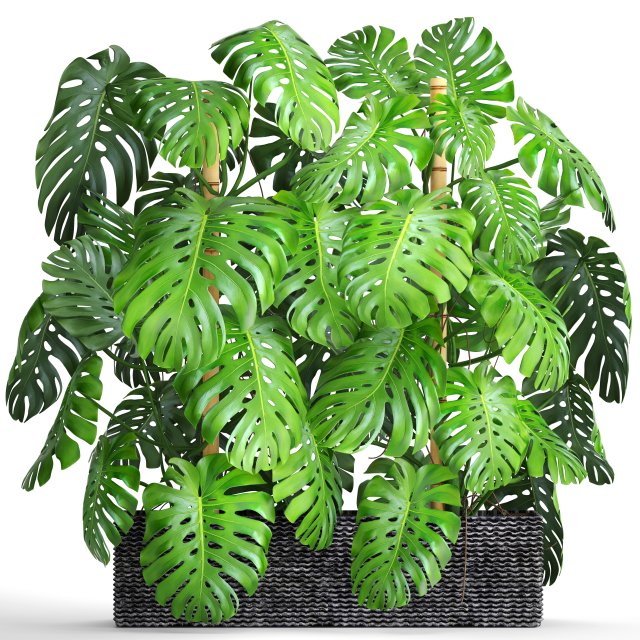 collection plants monstera 3D Model .c4d .max .obj .3ds .fbx .stl .blend 