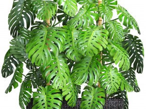 collection plants monstera 3D Model