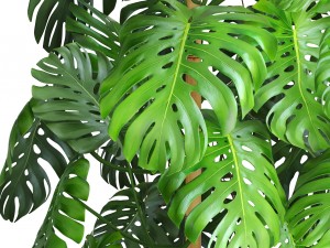 collection plants monstera 3D Model