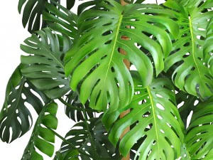 collection plants monstera 3D Model