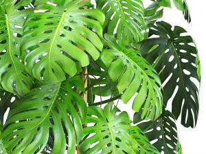 collection plants monstera 3D Model