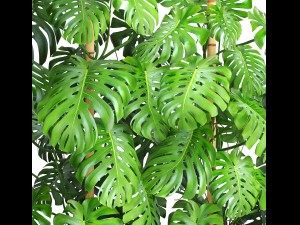 collection plants monstera 3D Model