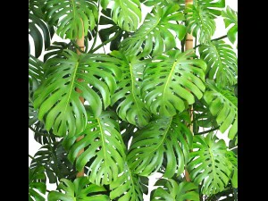collection plants monstera 3D Model