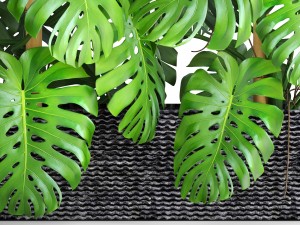 collection plants monstera 3D Model