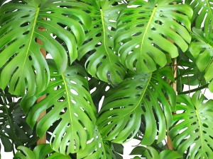 collection plants monstera 3D Model