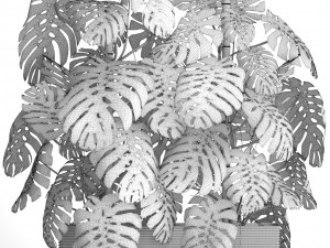 collection plants monstera 3D Model
