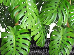 collection plants monstera 3D Model