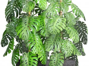 collection plants monstera 3D Model