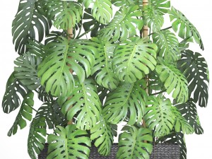 collection plants monstera 3D Model