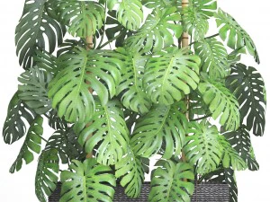 collection plants monstera 3D Model