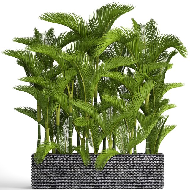 collection plants dypsis lutescens Modèle 3D .c4d .max .obj .3ds .fbx .stl .blend 