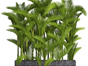 collection plants dypsis lutescens 3D Model
