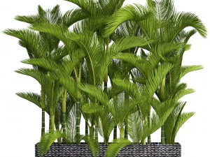수집 식물 dypsis lutescens 3D 모델