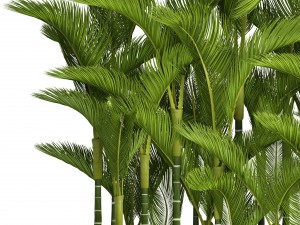 collection plants dypsis lutescens Modèle 3D