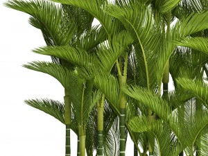 collection plants dypsis lutescens 3D Model