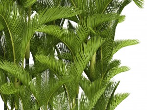 collection plants dypsis lutescens Modèle 3D