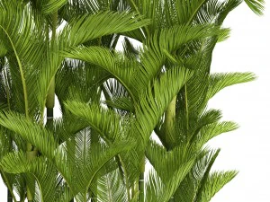 collection plants dypsis lutescens 3D Model