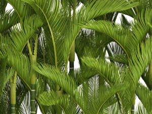 collection plants dypsis lutescens Modèle 3D