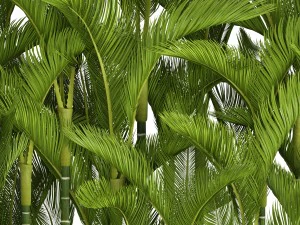 collection plants dypsis lutescens 3D Model