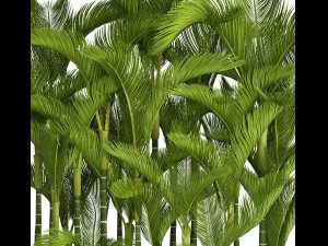 collection plants dypsis lutescens Modèle 3D