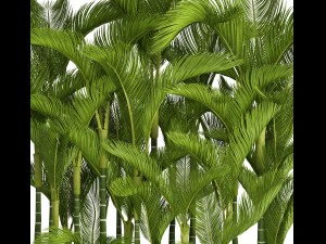 collection plants dypsis lutescens 3D Model
