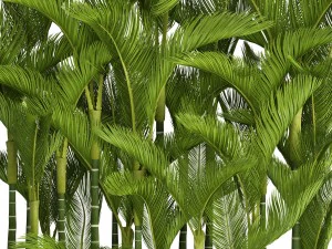 collection plants dypsis lutescens 3D Model