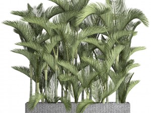 collection plants dypsis lutescens Modèle 3D