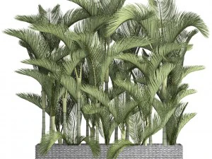 collection plants dypsis lutescens 3D Model