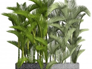 collection plants dypsis lutescens Modèle 3D