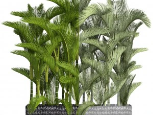 collection plants dypsis lutescens 3D Model