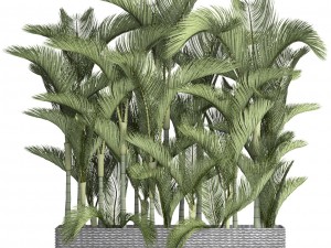 collection plants dypsis lutescens Modèle 3D