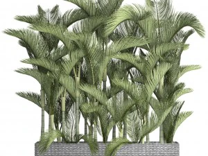 collection plants dypsis lutescens 3D Model