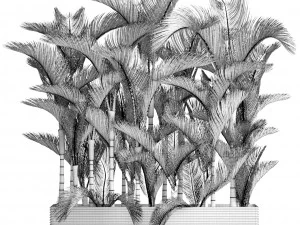 collection plants dypsis lutescens 3D Model
